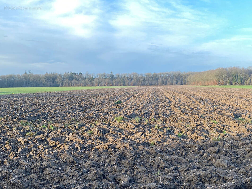 Terrain à CHAMPIGNY-LA-FUTELAYE