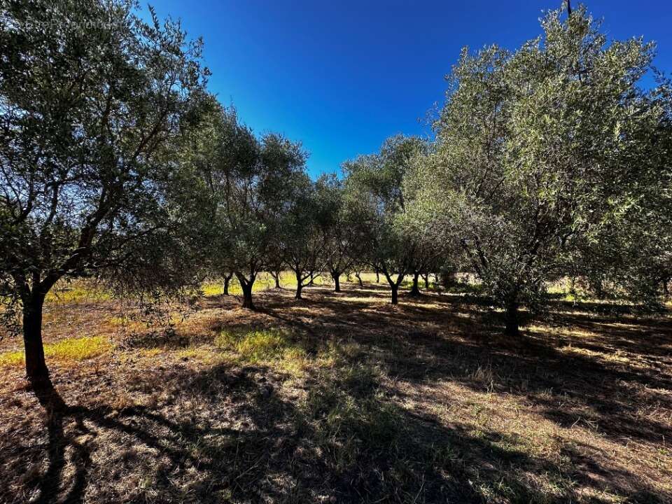 Terrain à PUGET-SUR-ARGENS