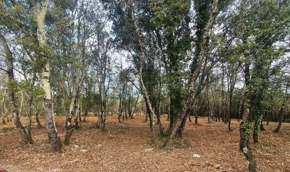 Terrain à LABASTIDE-DE-VIRAC