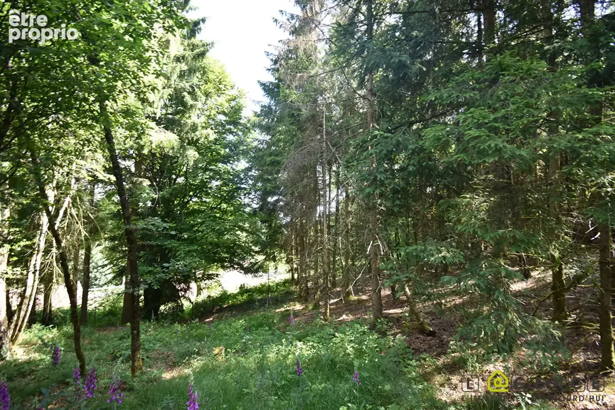 Parcelle forestière Anould 5420 m2 - photo 8