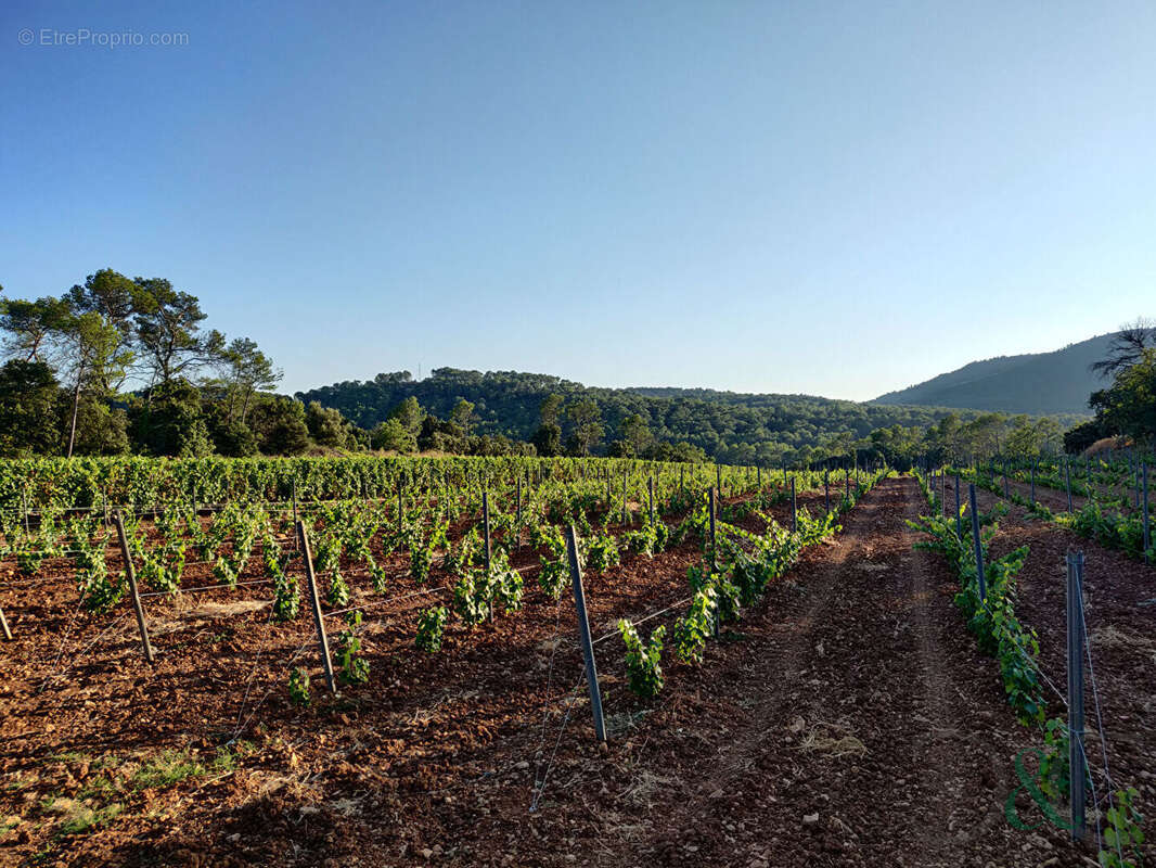 Terrain à CARNOULES