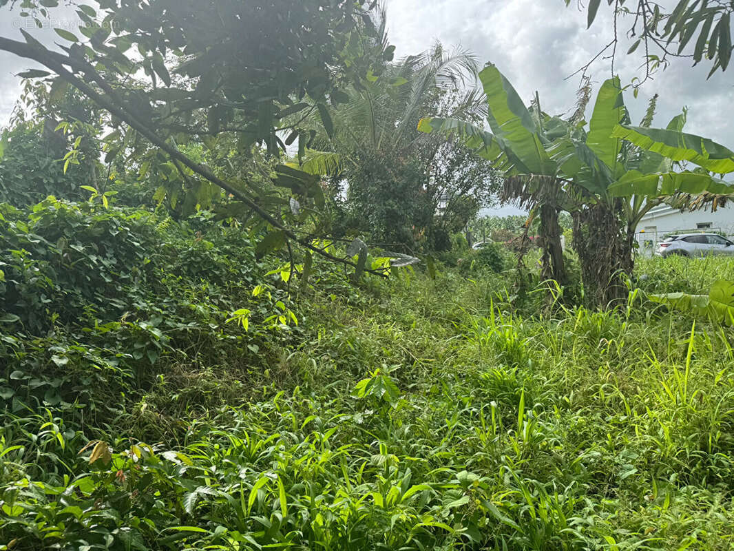 Terrain constructible de 1998m² au Lamentin - photo 2