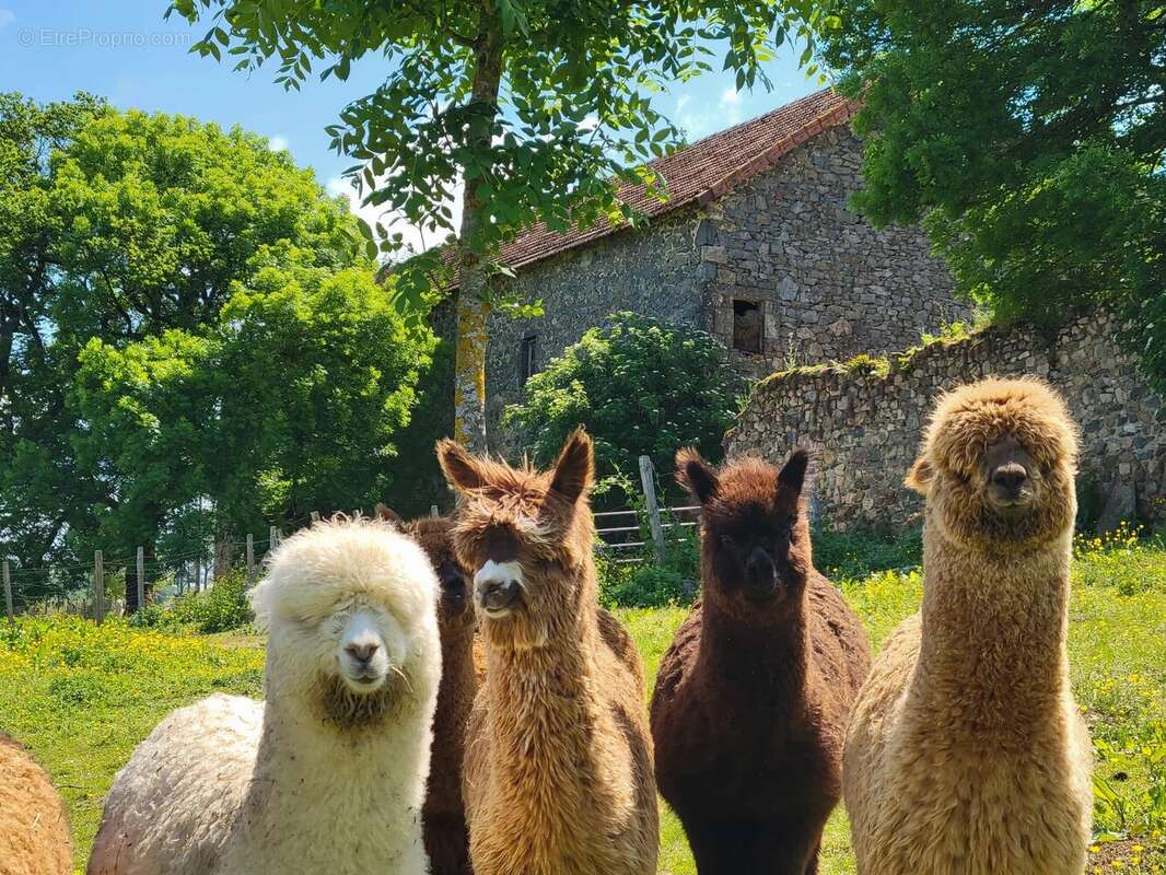 Maison à VILLEFRANCHE-DE-ROUERGUE