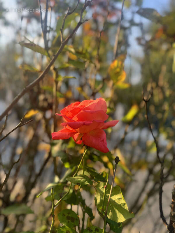 Maison à SAINT-HILAIRE