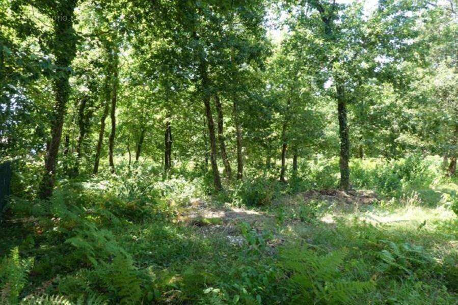 Terrain 676 m² à Audenge  - photo 2