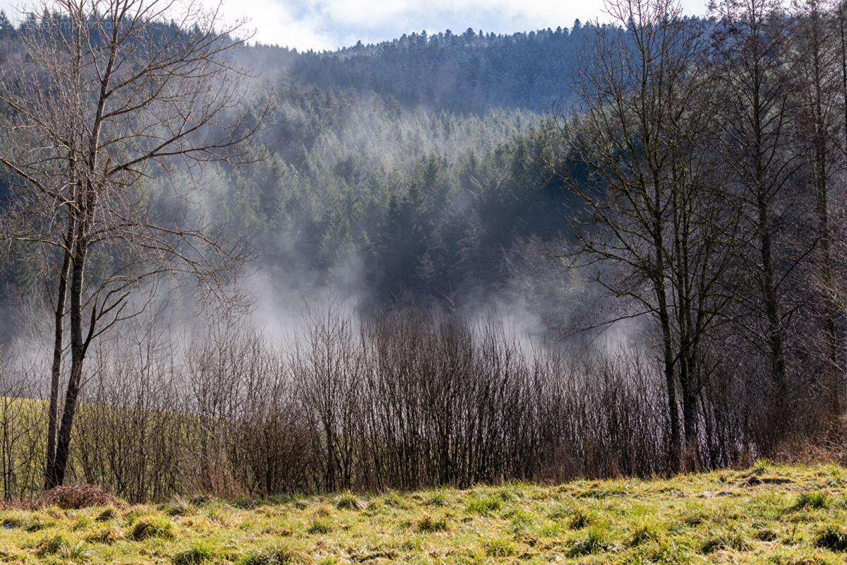 Terrain à VIOLAY