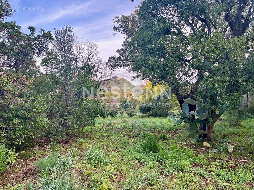 Terrain viabilisé constructible Sainte-Lucie de Porto-Vecchio 1400 m² - photo 5