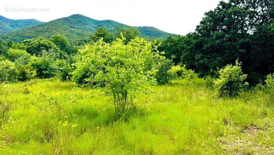Terrain à MONTESQUIEU-DES-ALBERES