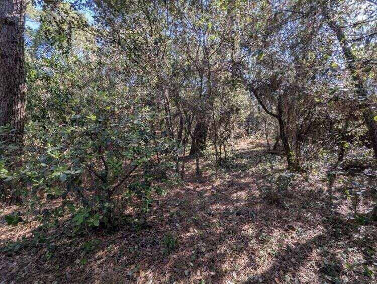 Terrain Constructible de 1550 m² à La Palmyre - photo 3
