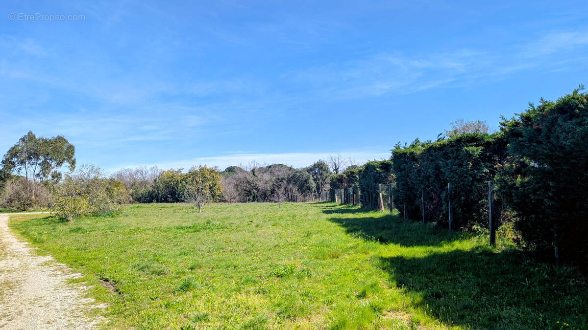 Terrain à LAROQUE-DES-ALBERES