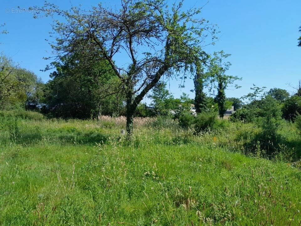 Terrain à SAINT-MARS-DE-COUTAIS