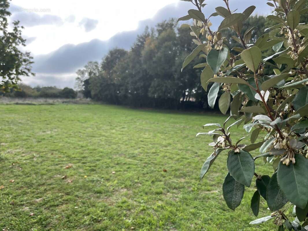 Terrain à NANTEUIL-EN-VALLEE