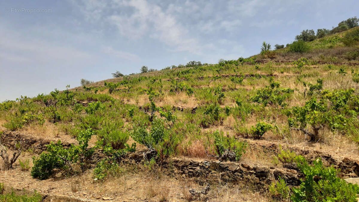Terrain à BANYULS-SUR-MER