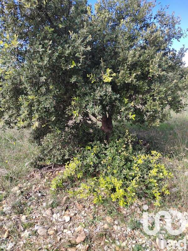 Photo 3 - Terrain à SERIGNAN-DU-COMTAT