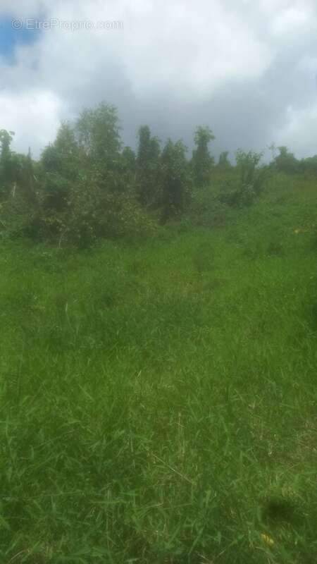 Terrain à LES ABYMES