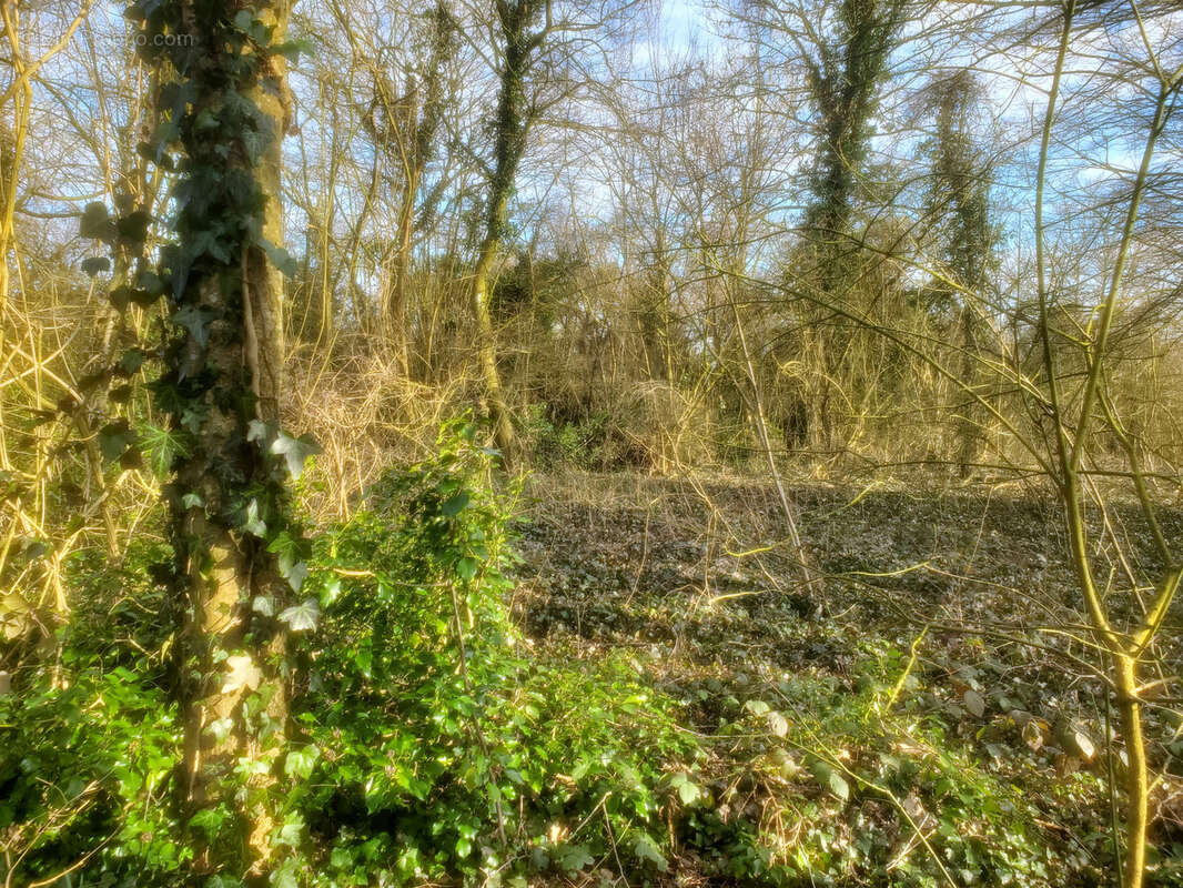 Terrain à VILLERS-COTTERETS