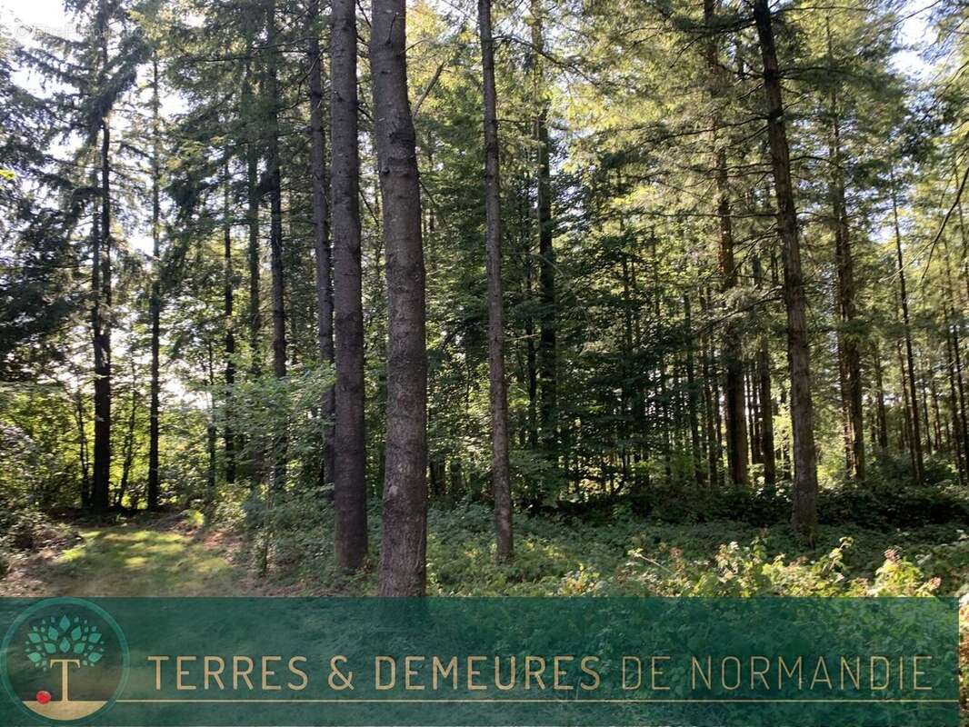 Dans le CALVADOS, secteur de VIRE (14500) A vendre bois de 3ha 69 a d'un seul tenant - photo 8
