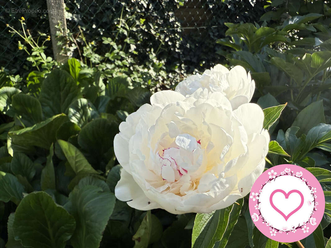 Maison à SAINT-PERE-SUR-LOIRE