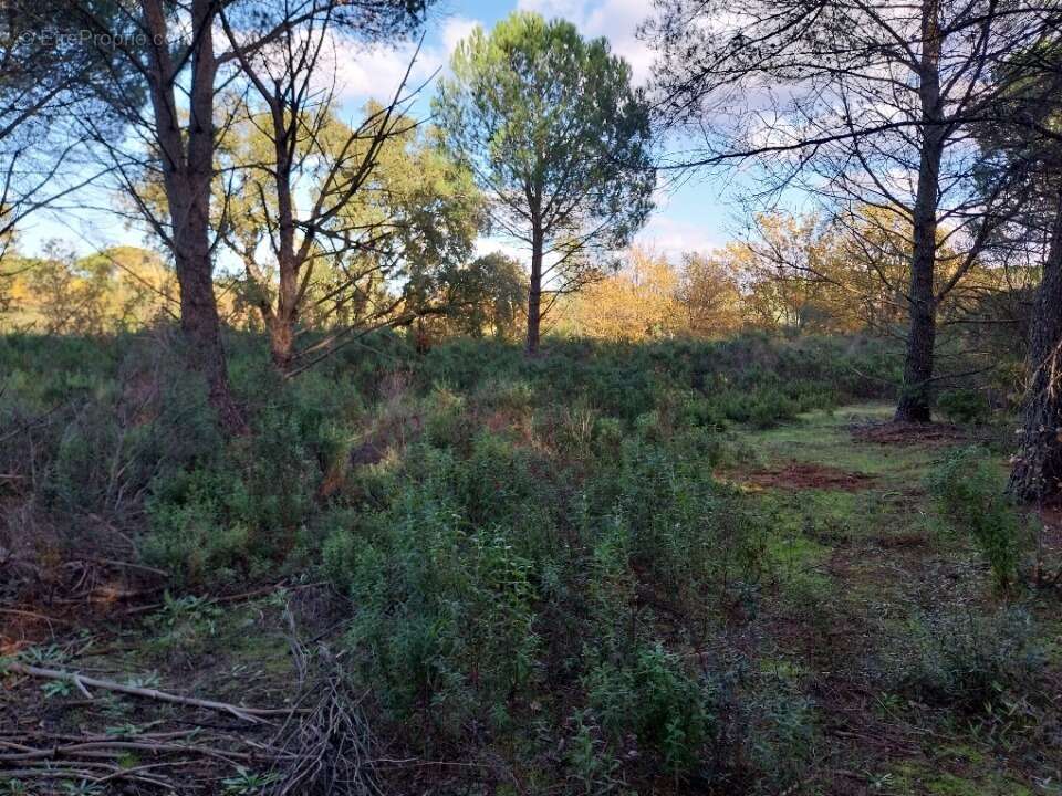 Terrain à PUGET-SUR-ARGENS