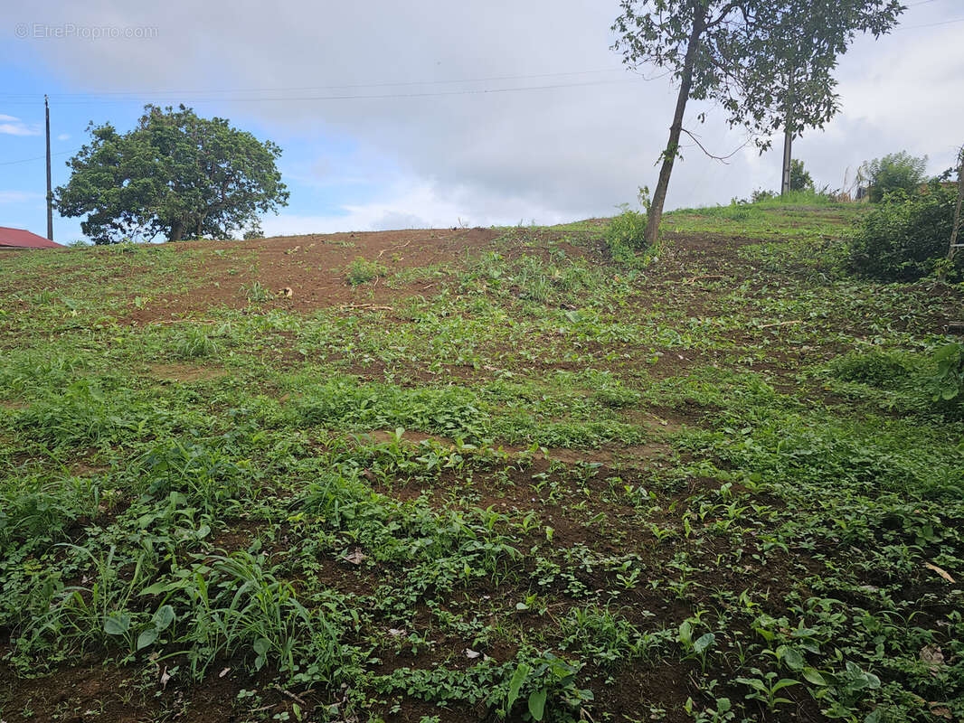 Terrain à SAINTE-MARIE