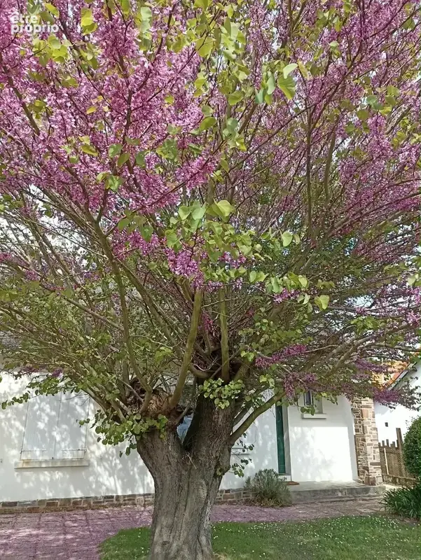 VERTOU Belle situation et très beau jardin de 970 m2 - photo 17