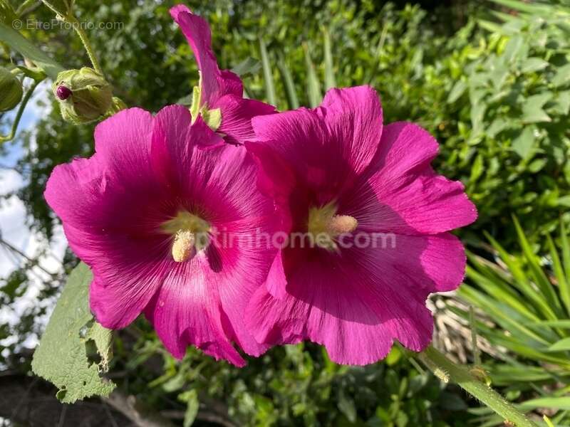 Maison à DIGNE-LES-BAINS