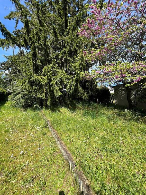 Photo 1 - Terrain à SAVENAY