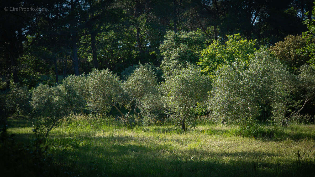 Maison à L'ISLE-SUR-LA-SORGUE