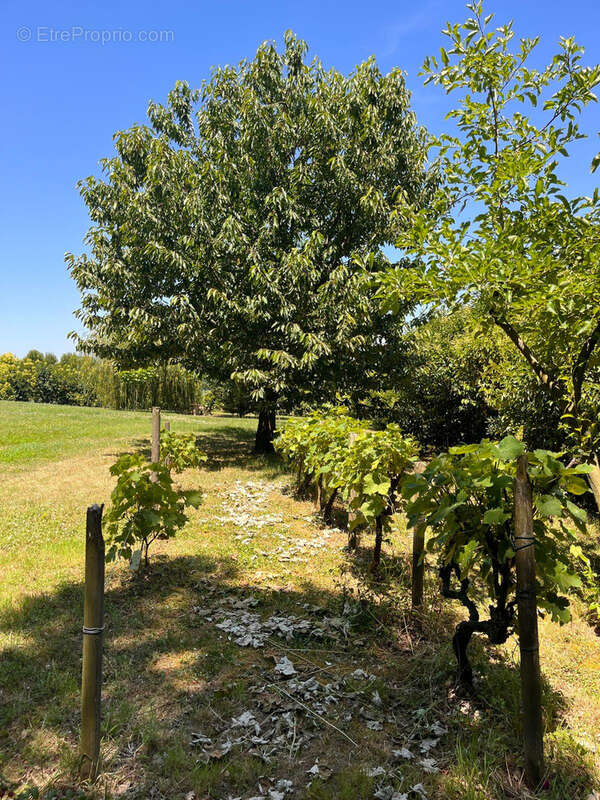 Maison Individuelle T6   130 m2   Jardin   Proche Mauvezin (Gers) - photo 12