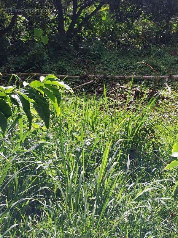 Terrain à SAINT-JOSEPH