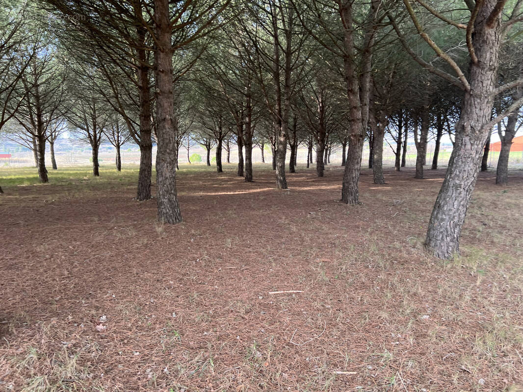 Terrain à PEYRIAC-MINERVOIS
