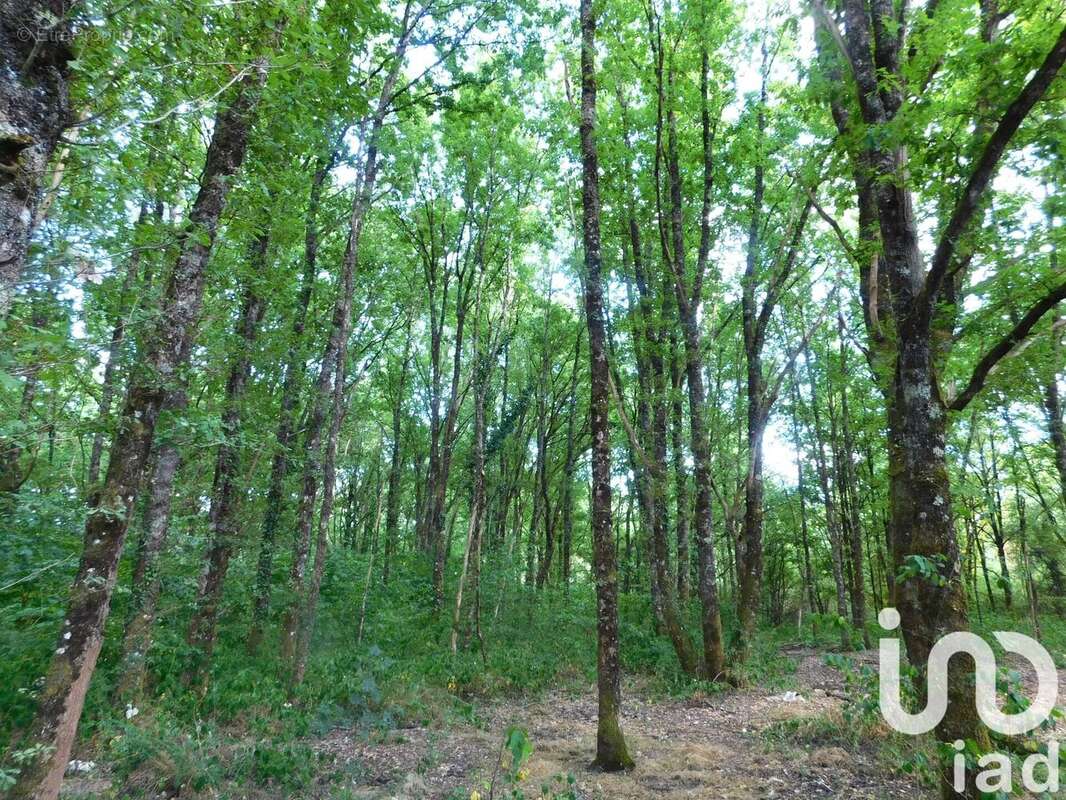 Photo 2 - Terrain à SALBRIS