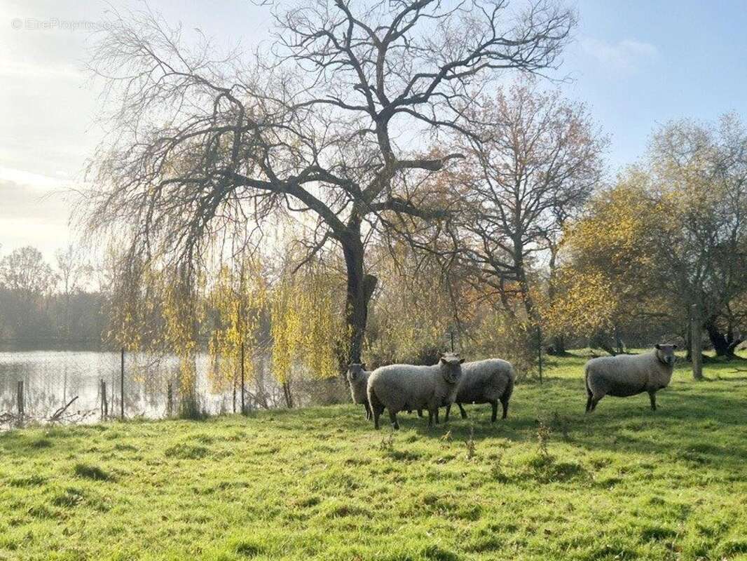 Photo 3 - Maison à LE CHAMP-SAINT-PERE