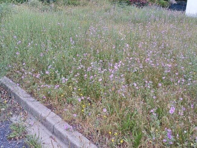 Terrain à LATOUR-BAS-ELNE