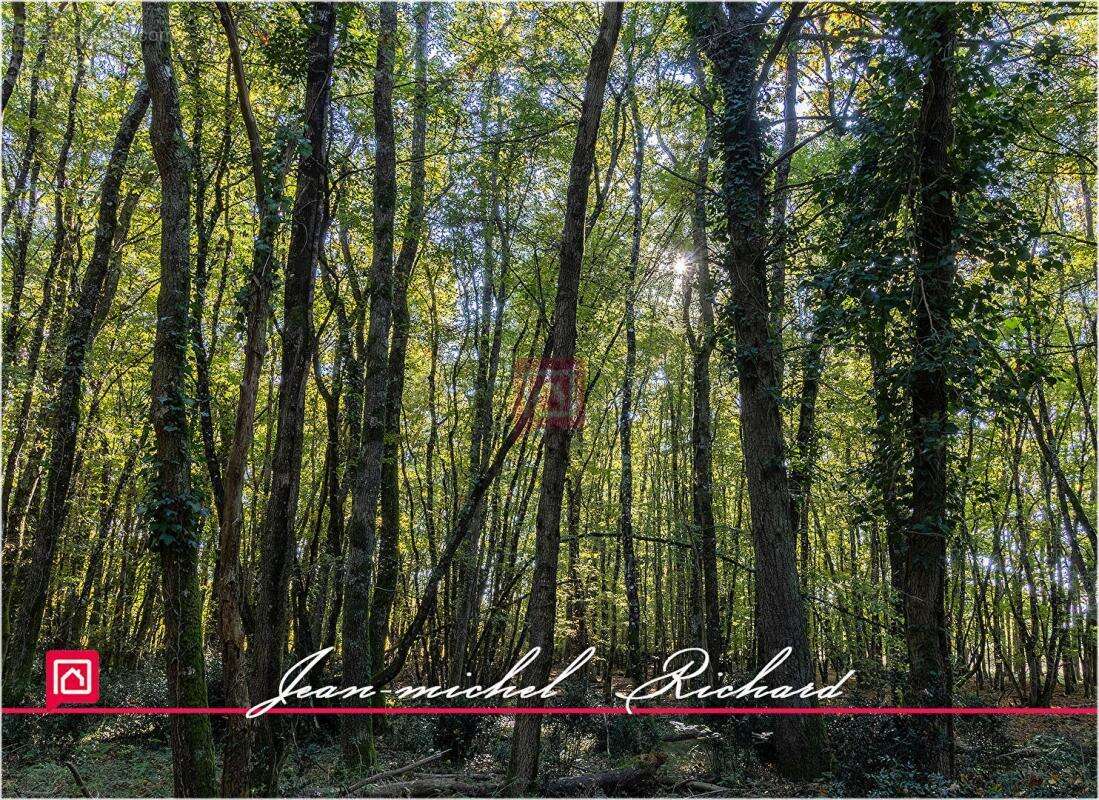 Propriété de chasse Sologne 42 hectares - photo 8