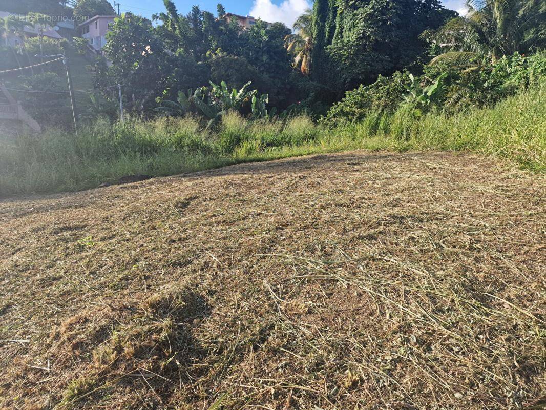 Terrain à SCHOELCHER