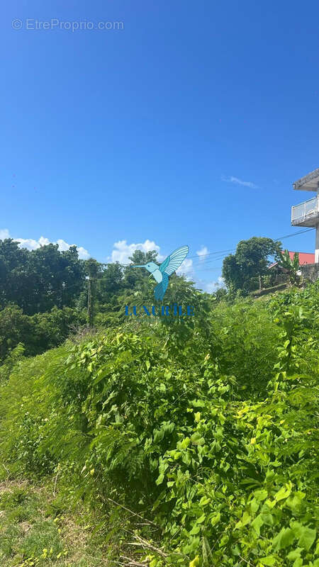 Terrain à LE GOSIER