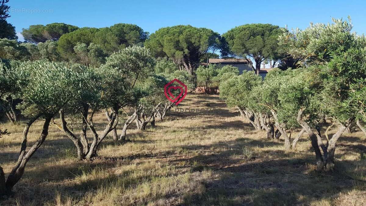 Propriété de campagne avec piscine, maison d'amis et oliveraie au cœur des Corbières - photo 22