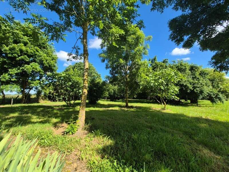 Ensemble immobilier avec 3 maisons sur 5 110 m² – Moragne 17430 - photo 17
