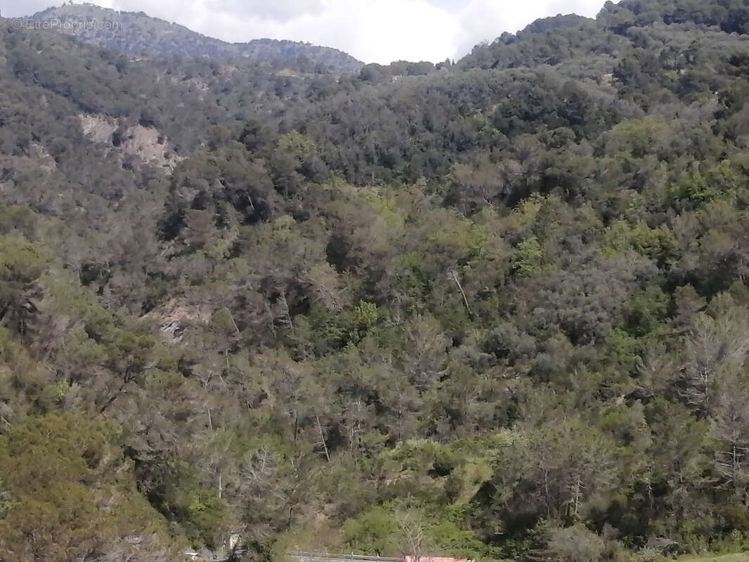 Terrain à BREIL-SUR-ROYA