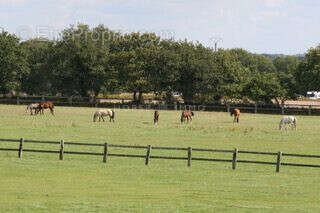 Haras de Reproduction Clé en Main sur 52 ha dans le Morbihan (5 - photo 5