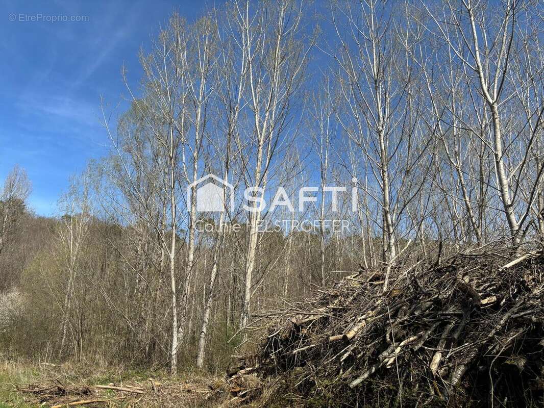 Terrain 31186 m² à Villefranche-Du-Perigord  - photo 2