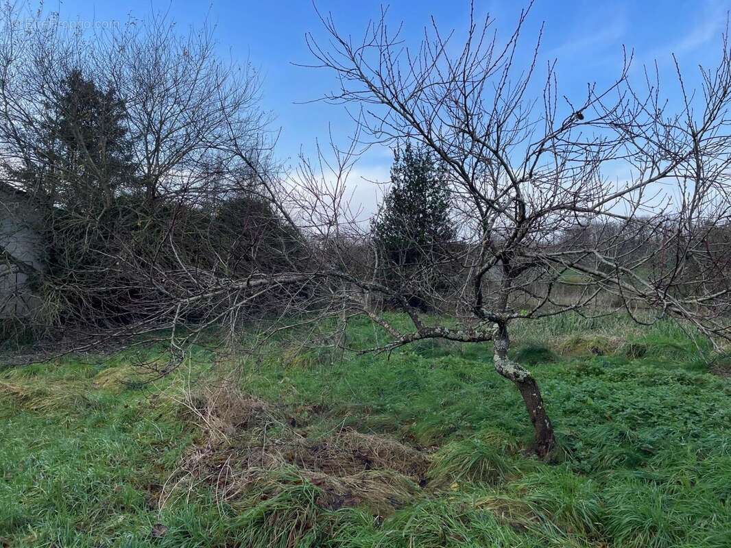 Terrain 1074 m² à Brannay  - photo 4