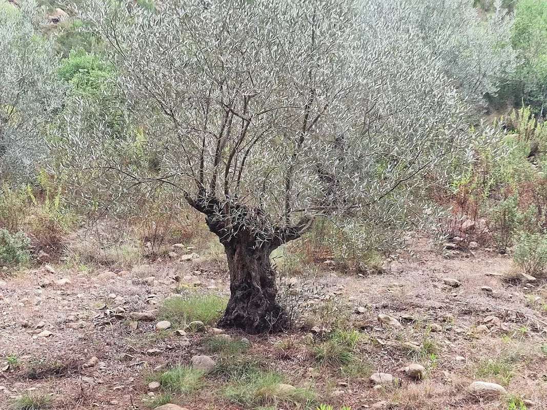 Maison à SARI-SOLENZARA