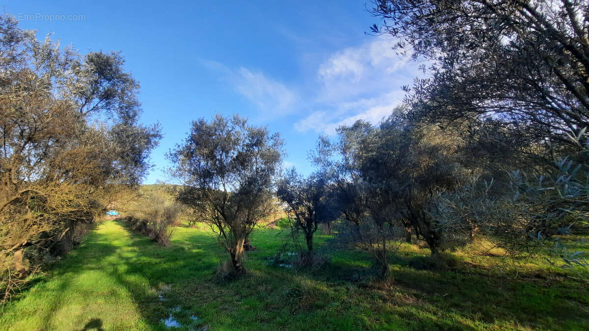 Terrain à QUISSAC