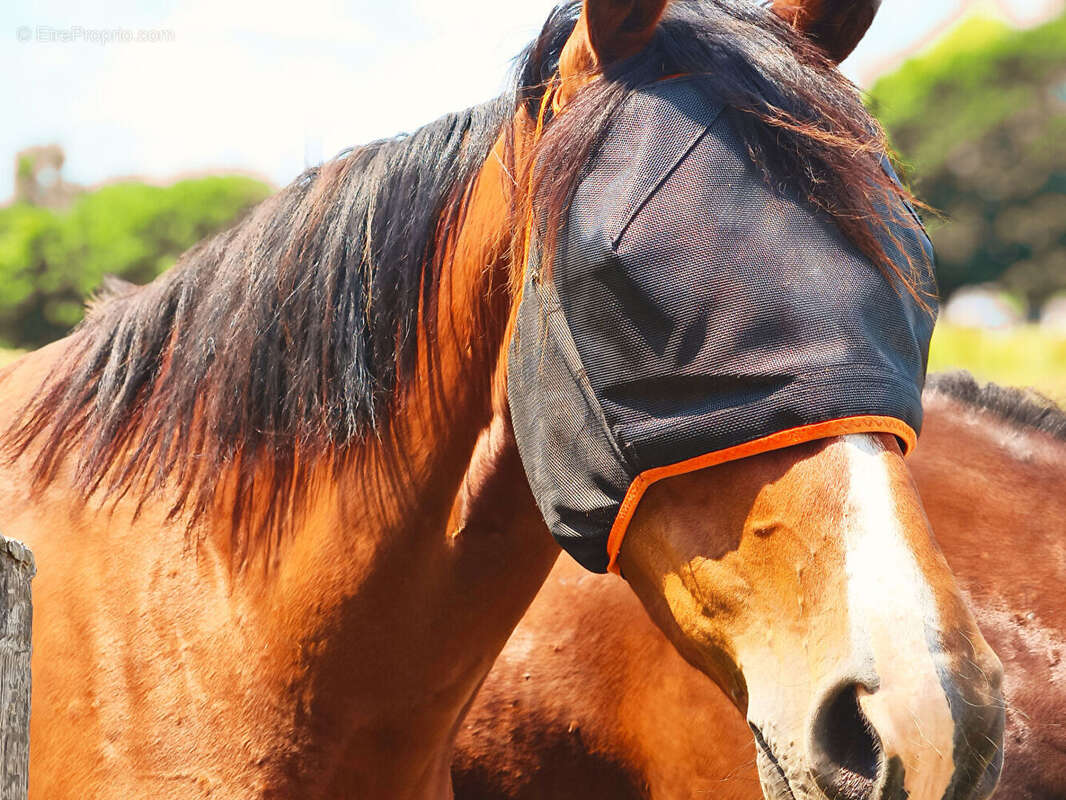 Maison à MOELAN-SUR-MER