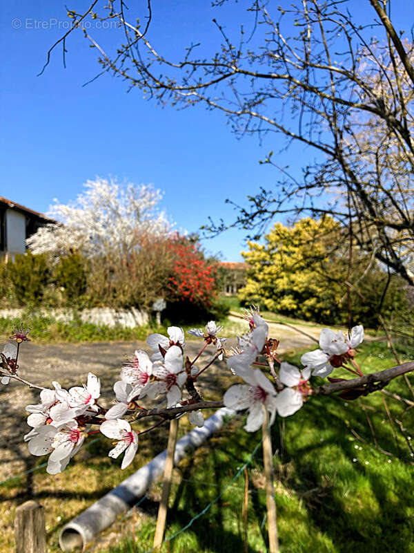 Maison à LANNEPAX