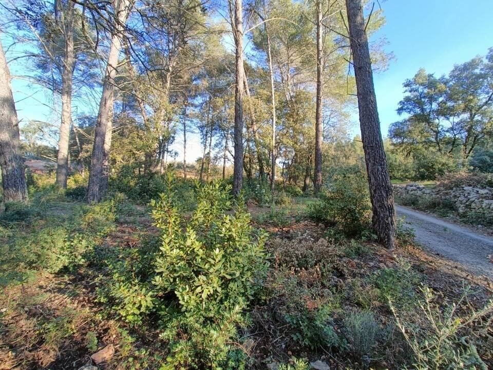 Terrain à TRANS-EN-PROVENCE
