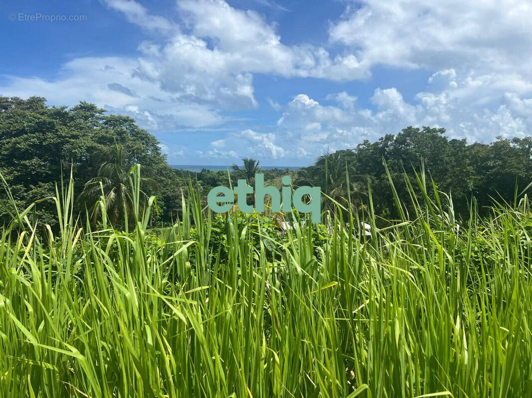 Terrain à SAINTE-ROSE