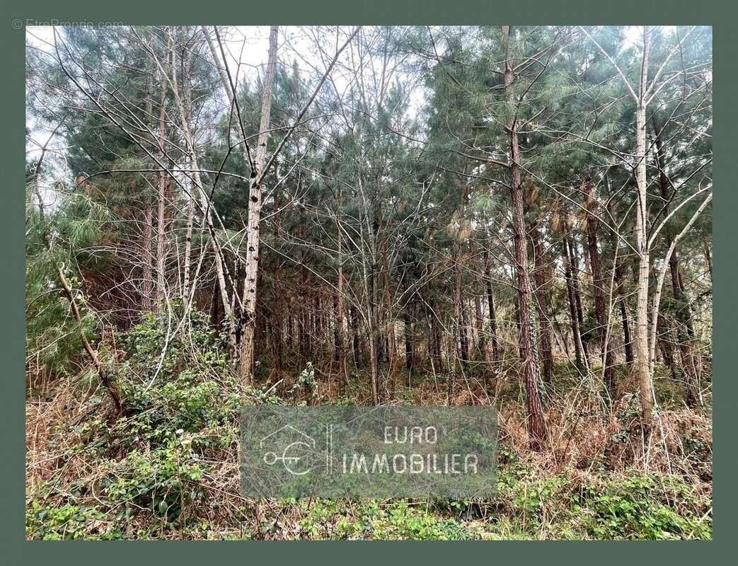 Terrain à SAUVIAC